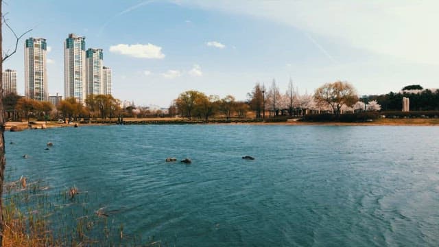 Urban park with a lake, trees, and high-rise buildings on a sunny day