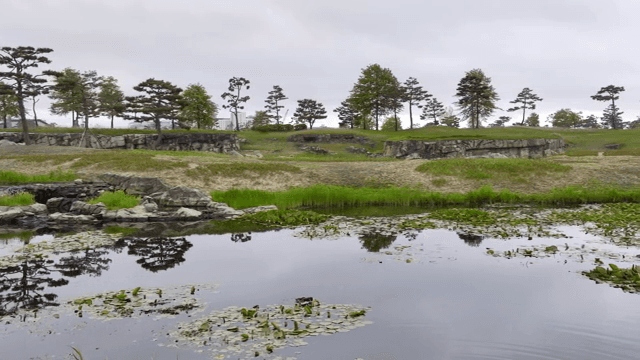 나무로 둘러싸인 고요한 연못