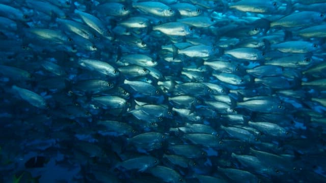 School of Fish Swimming in the Ocean Depths