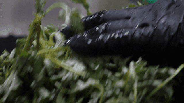 Fresh greens being washed under water