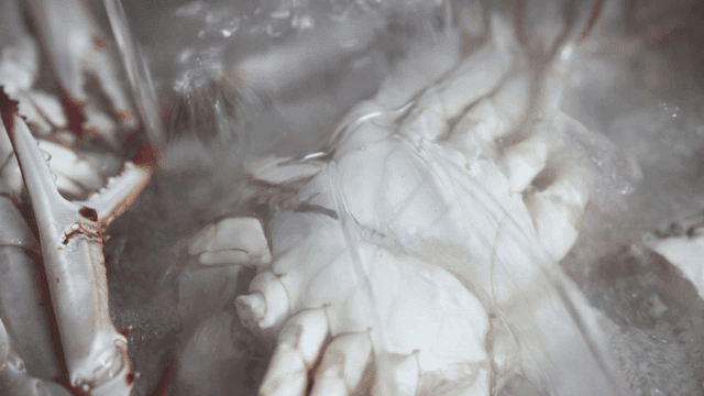 Blue crabs having hot water poured over them