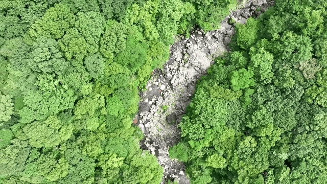 Green forest with a rocky stream