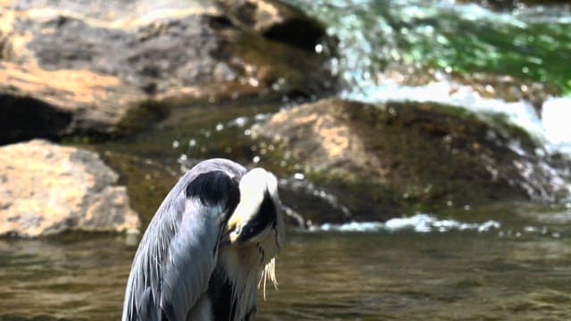 Heron preening by the riverside in the afternoon sun