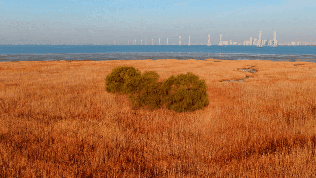 멀리 송전탑이 보이는 넓은 들판에 놓인 나무