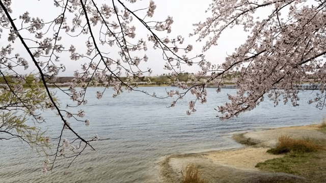 고요한 호숫가의 벚꽃