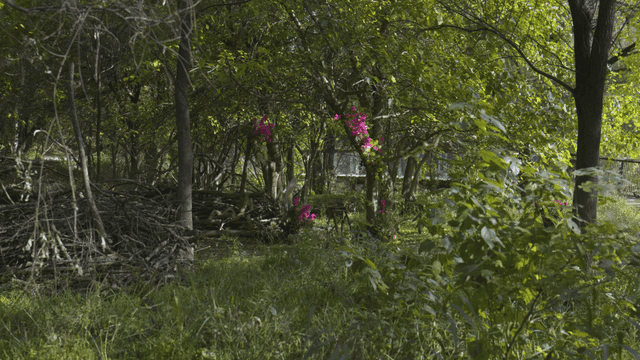 Forest with colorful flowers blooming on trees
