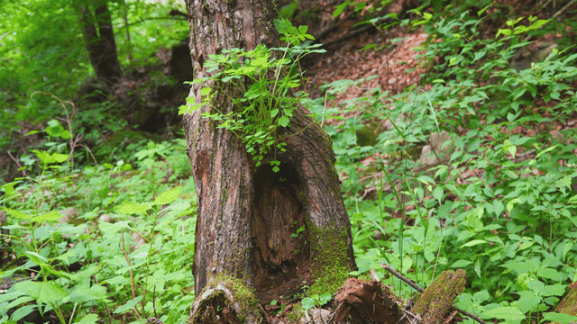 녹색 식물이 자라는 나무 그루터기