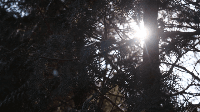 Sunlight filtering through forest trees