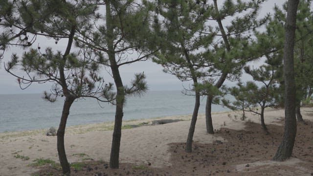 평화로운 해변가에 심겨진 소나무들
