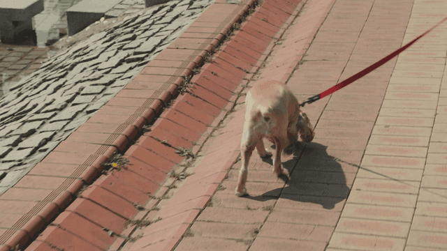 A person walking a dog on a sunny day