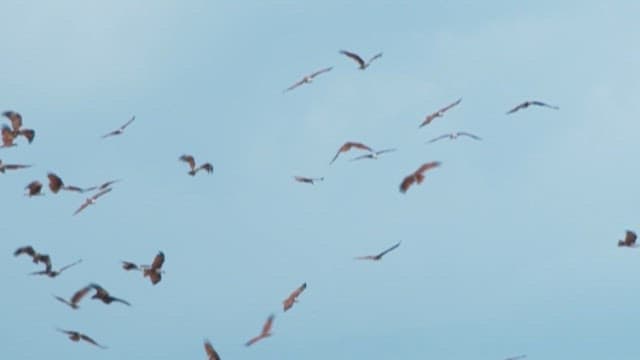 Flock of Birds Flying in the Sky