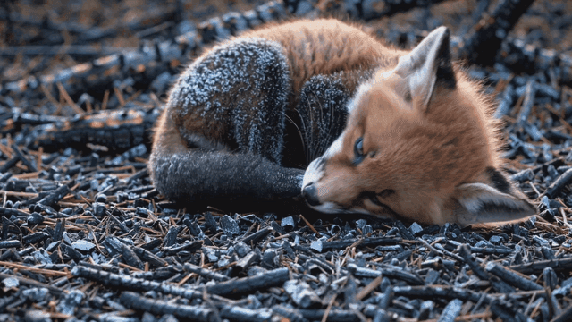 서리 내린 땅에 쉬고 있는 어린 여우