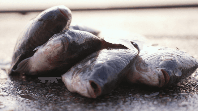 젖은 표면 위에 놓인 갓 잡은 물고기