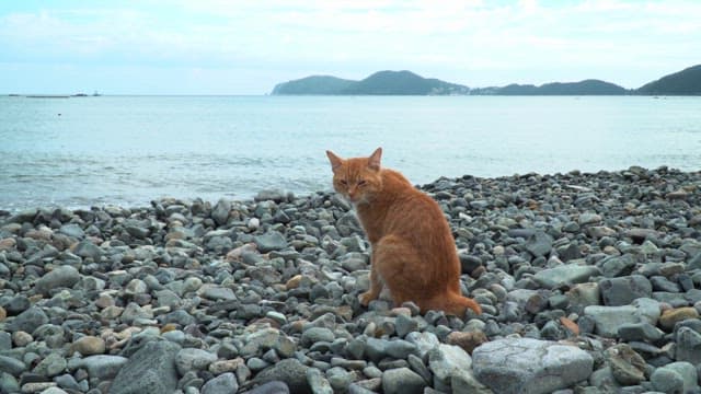 Ginger cat sitting on a rocky beach