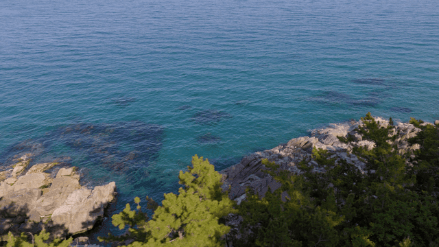 Coastal view with trees and clear sea