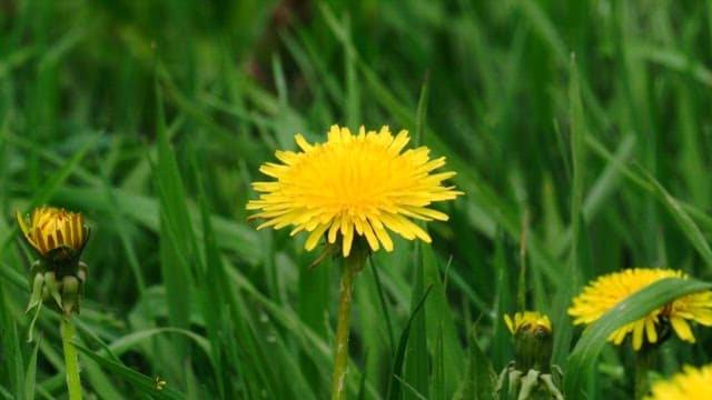 Yellow dandelion flowers blooming in a grassy field