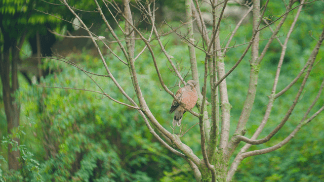 나뭇가지에 앉아 하품하는 맷비둘기