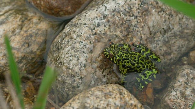 Green frog camouflaged on a rock