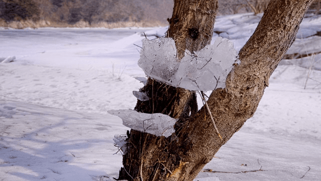 겨울 나무 줄기에 얼음 형성