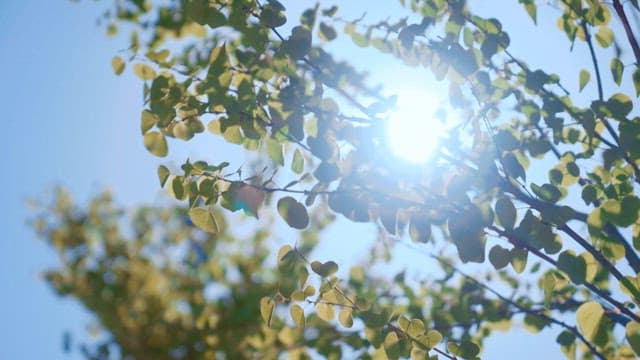 초록 잎 사이로 비치는 햇빛