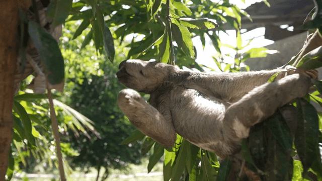 나무 가지에 매달린 나무늘보
