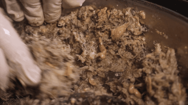 체에 으깨지는 삶은 미꾸라지