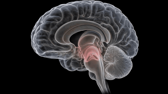 Detailed view of human brain with hypothalamus emphasized