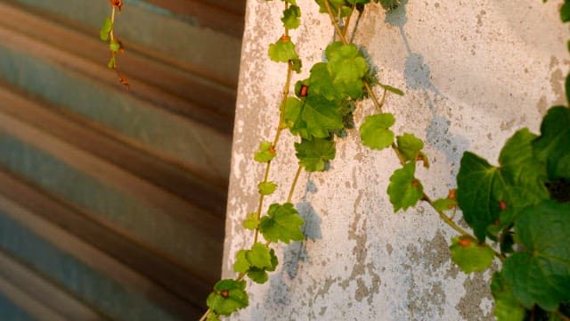 Green vine climbing a wall