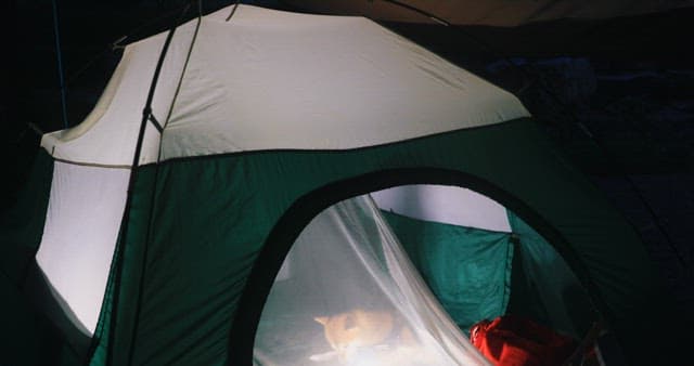 Cozy Night Camping with a Dog Inside Tent