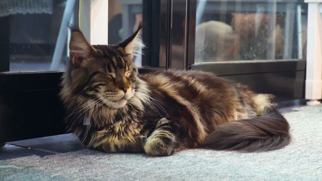 Cat resting peacefully on the carpet indoors