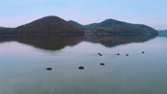 Ducks swimming in calm lake