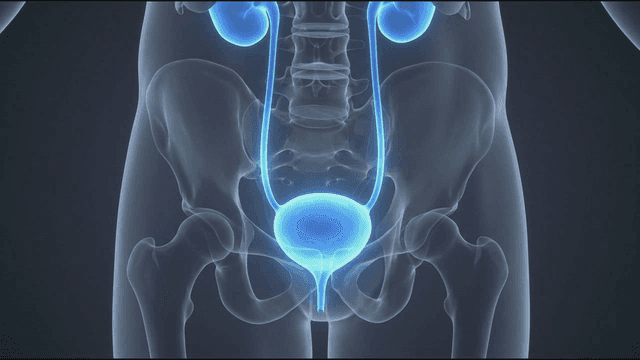 X-ray view of human pelvic region