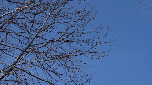 맑은 하늘을 배경으로 한 겨울 나뭇가지