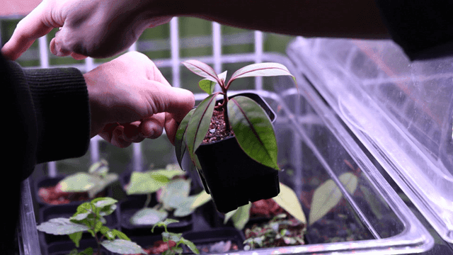Hands holding a potted plant in a greenhouse
