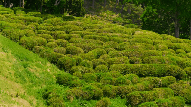 Lush green tea fields under sunlight