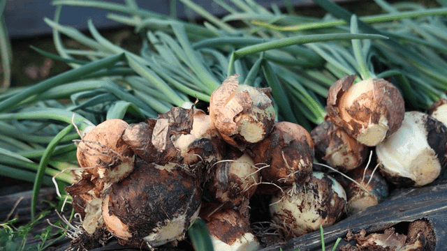 Freshly harvested onions on the ground