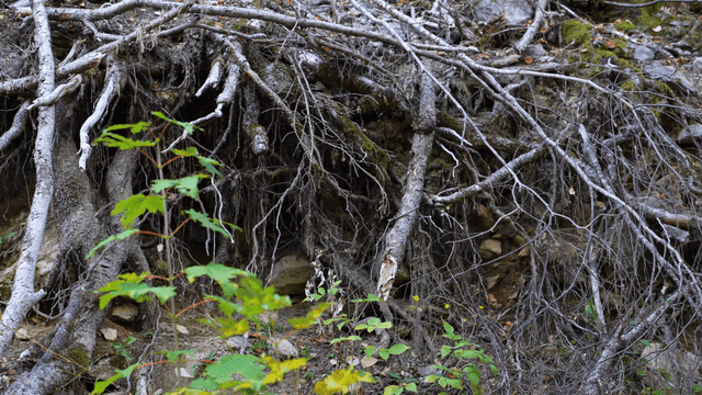 Exposed tree roots in a forest setting