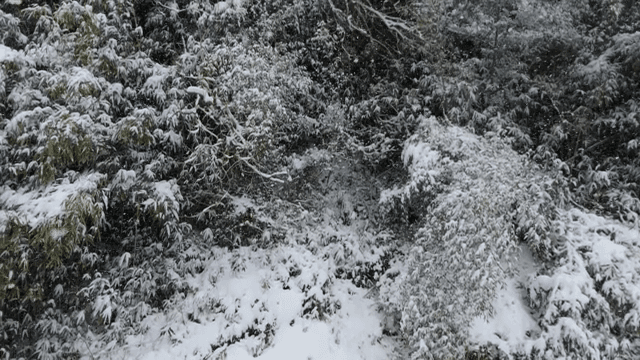 눈 덮인 숲과 울창한 나무들
