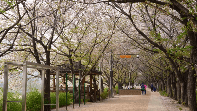 Cherry blossom trees lining a park path