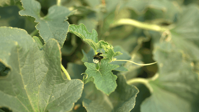 Bee on leaf in garden