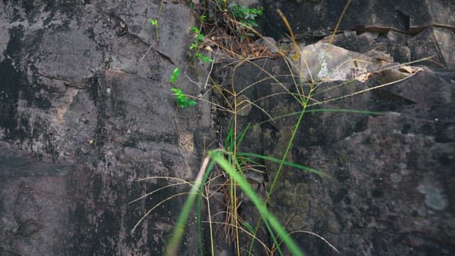 바위를 따라 자란 덩쿨 식물