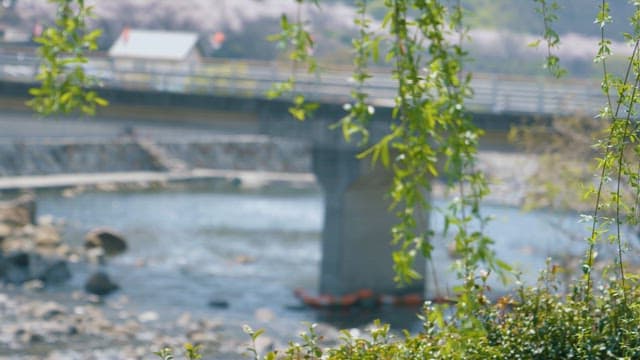 잔잔한 강을 배경으로 바람에 흔들리는 수양가지