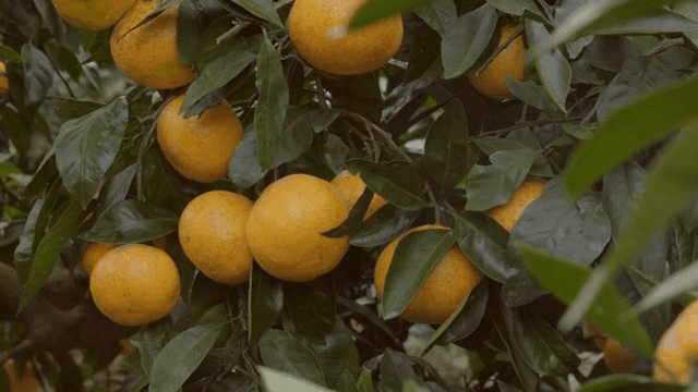 나무 가지에 매달린 잘 익은 감귤