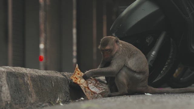 Monkey Scavenging on the Street