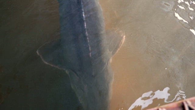 양식장 수조에서 헤엄치는 철갑상어