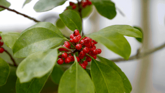 Close-up of red berries on a branch