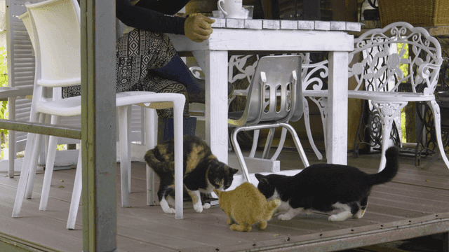 테이블 밑으로 먹이를 받아먹는 고양이들