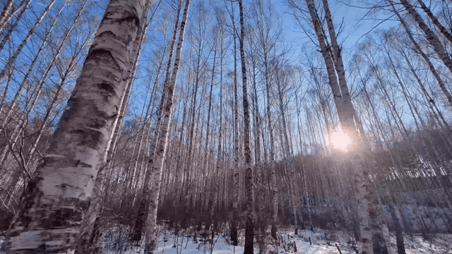 Sunlit snow-covered birch forest