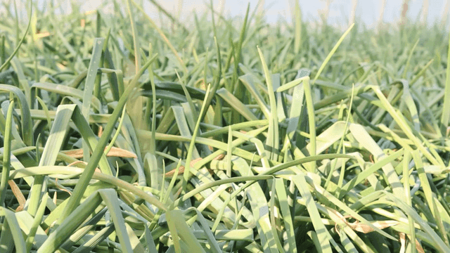 Green onion field under sunlight