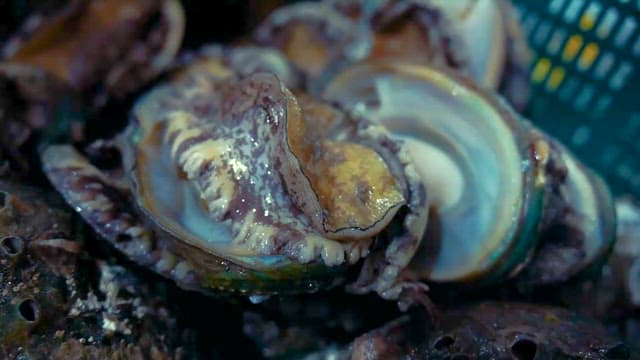 Fresh Abalone in a Plastic Basket